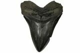 Huge, Fossil Megalodon Tooth - South Carolina #149152-1